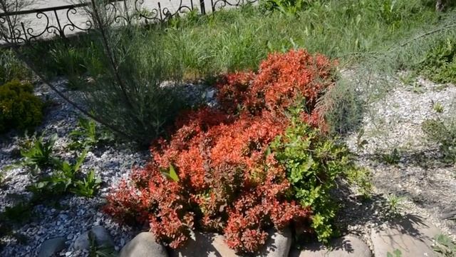 Ғажайып өсімдік – Солжағалық кешен қазынасы-Чудесные растения - сокровища Левобережного комплекса смотреть онлайн