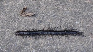 ЯПОНСКАЯ МНОГОНОЖКА (сколопендра) Мукадэ - одно из воплощений или посланцев божества БИСЯМОНТЭНА