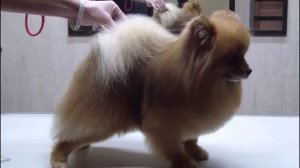 Шпиц с правильной структурой шерсти. Стрижка по контуру