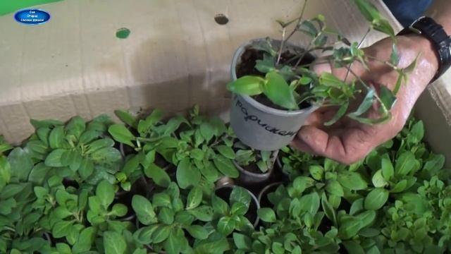 СУРФИНИЯ И ФУКСИИ, КОТОРЫЕ НАМ ПРИСЛАЛИ В ПОСЫЛКЕ! ОБЗОР ПОСЫЛКИ! смотреть онлайн