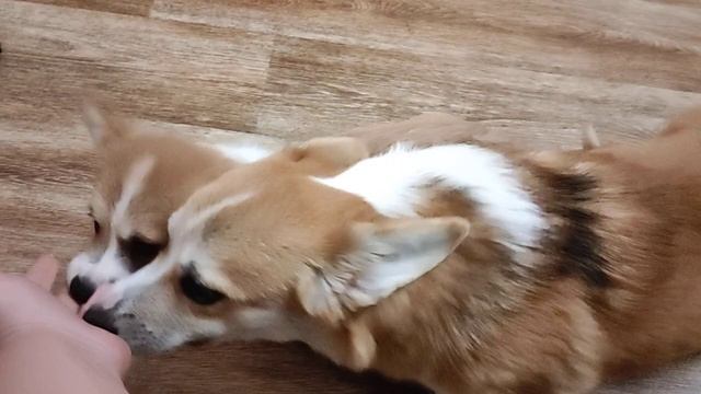 Щенок вельш корги пемброк Лева в продаже . Питомник Воплощение мечты. смотреть онлайн