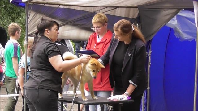 Сиба, выставка собак в Великом Новгороде 19 июня 2022