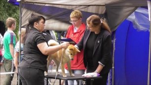 Сиба, выставка собак в Великом Новгороде 19 июня 2022
