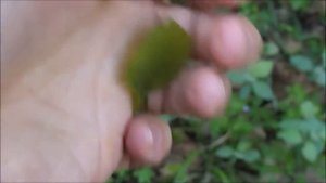 Съедобные растения. Листья липы / leaves of Tília