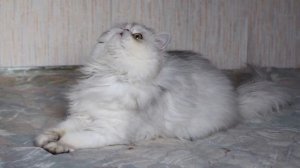 Персидский кот серебристая шиншилла