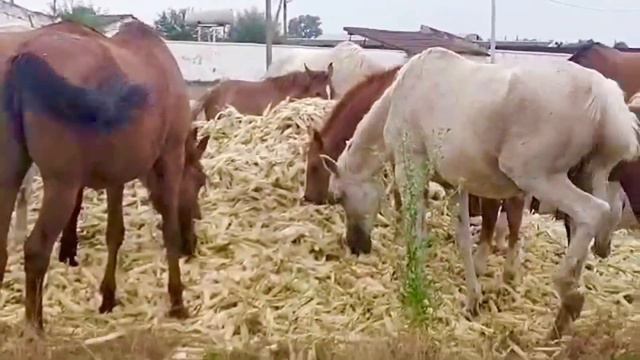 🐴 кукурузная диета для лошадей на конеферме ЭКВИЛАЙН 😋 смотреть онлайн