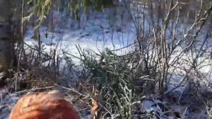 Ловля птиц (белокрылые клесты,щуры)