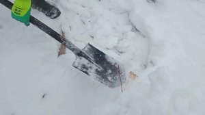 охота на бобра