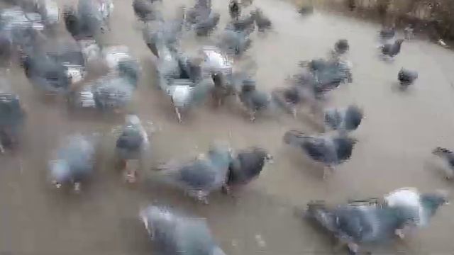 СОБИРАЮ ГОЛУБИНУЮ АРМИЮ смотреть онлайн