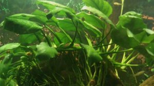 Отоцинклюс  - самый эффективный водорослеед (Otocinclus affinis)