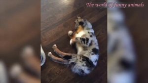 РЖАЧНЫЕ КОШКИ июнь 2022 И ДРУГИЕ ЖИВОТНЫЕ  СМЕХ, СМЕШНЫЕ ЖИВОТНЫЕ июнь 2022 ЛУЧШИЕ ПРИКОЛЫ С КОТАМИ