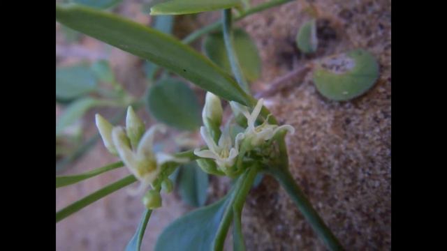 ЦИНАНХУМ  (CYNANCHUM)  сем. Кутровые смотреть онлайн