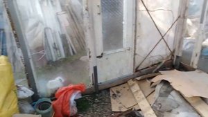 Персик цветет в теплице. Киви распускается.Обзор теплицы