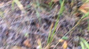 Грибы в Кузнецком районе в сентябре 2023. Белые грибы в Пензенской области