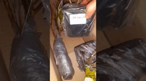 Часть 1. Новинки мет. гортензии "SUNLIGHT " и "SUMMER BREEZE"/яркий акцент цветника.