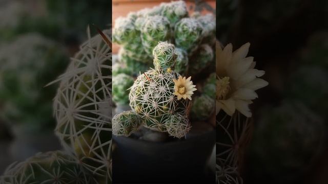 Когда ждешь очередного шугаринга смотреть онлайн