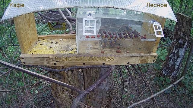 Кафе "Лесное" смотреть онлайн