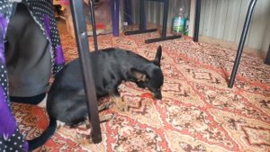 Собака ест арбуз