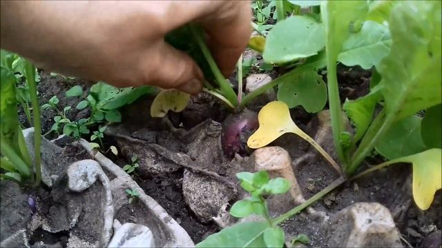 Выращивание редиса в ячейках из под яиц?How to grow radishes in the cells from under the eggs?