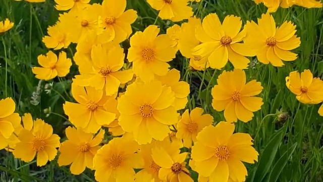 музыка для релаксации/ красивая мелодия. смотреть онлайн