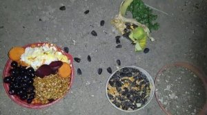 Разведение какариков.