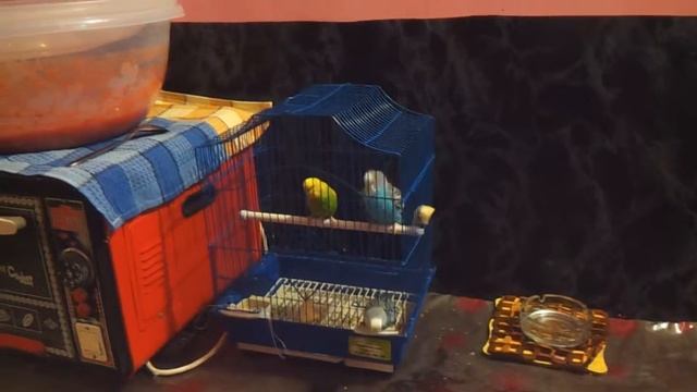 Попугаю не сидится в клетки смотреть онлайн