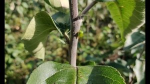 Саженцы плодовых деревьев в Московской области. Обзор саженцев разных сортов яблони.