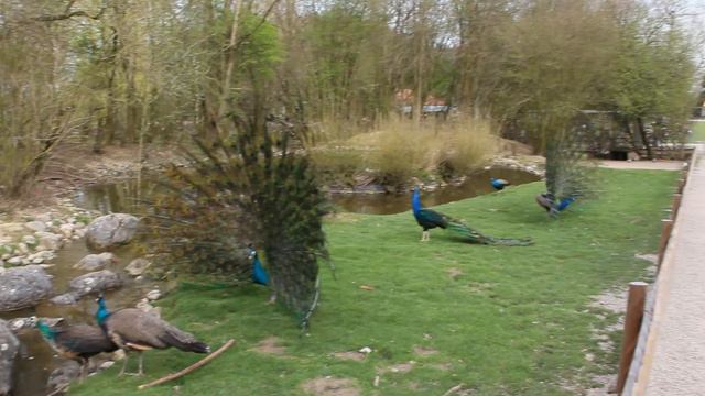 Заповедник Poing (Поинг) в Германии. Отдых с детьми. смотреть онлайн