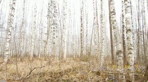 Сделай потише!!! Взрыв 150 мм снаряда в лесу!