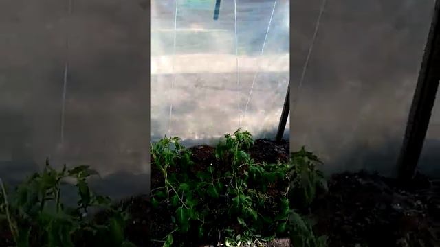 Пасынкование помидоров, разные приёмы на индетерминантных и детерминантных гибридах смотреть онлайн