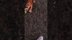 Что они творят?! Золотистый ретривер и кокер спаниель