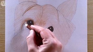 Как нарисовать собаку Йоркширский Терьер / Йоркширский Терьер рисунок