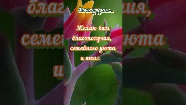 Стас Намин. Есть глаза у цветов#shorts#доброеутро#друзья