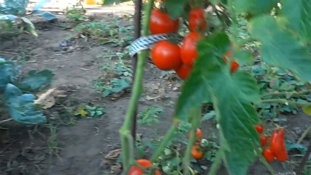 Урожайные сорта томатов (3-я часть). Толстой F1. смотреть онлайн