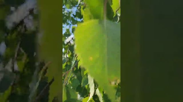 Деревенька. Белая берёза смотреть онлайн