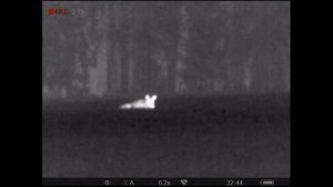 Лось в ночное время на рапсе. Съемка через тепловизор