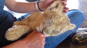 Смешные и забавные львы / Funny lions