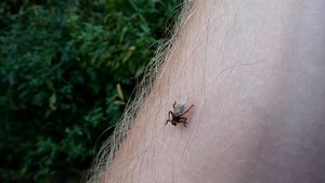 Лосиная муха или оленья кровососка | Lipoptena cervi or deer fly