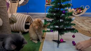 Новогодние котята играют с елкой // Котята украшают елку !!!