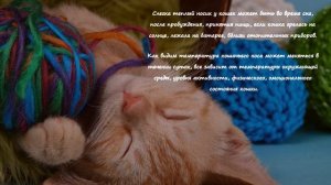 Какой нос должен быть у здоровой кошки What kind of nose should a healthy cat have