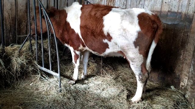 АЙРШИРСКАЯ НЕТЕЛЬ смотреть онлайн