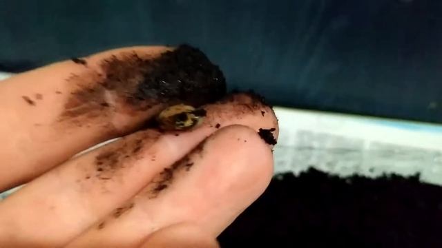 КАК ПОСАДИТЬ КОСТОЧКИ ЛИМОНА? ВЫРАЩИВАНИЕ ЛИМОНА ИЗ КОСТОЧКИ В ДОМАШНИХ УСЛОВИЯХ.