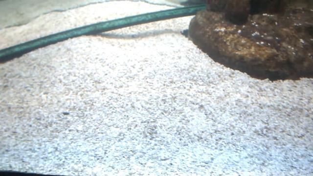 Ижевский Зоопарк, 16 Июля 2013 Года - 028 смотреть онлайн