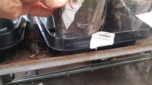 УЦЕНКА В ОБИ?КОМНАТНЫЕ ЦВЕТЫ?НЕДОРОГИЕ ХВОЙНЫЕ?РАСПРОДАЖА ЛУКОВИЧНЫХ(ТЮЛЬПАНЫ)? смотреть онлайн