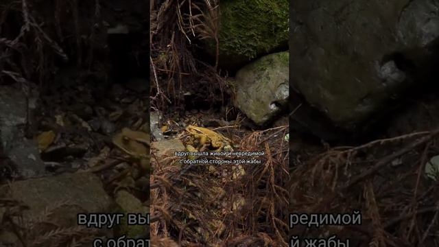 Быть съеденным и выжить смотреть онлайн