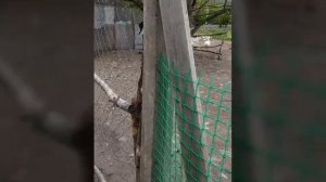 СЕЛО ЧИРИКОВО САРАТОВСКОЙ ОБЛАСТИ. КРАСИВЕЙШЕЕ МЕСТО! УЮТНАЯ ЦЕРКОВЬ! СЕЛО ПЕРЕВЕСИНКА! РЕКА ХОПЁР!