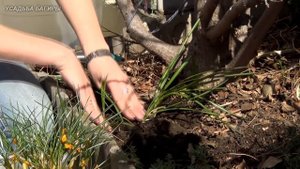 Посадка крокусов весной