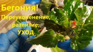 Цветов много не бывает! Бегонию переукореняю но не всю.  Развитие и уход.