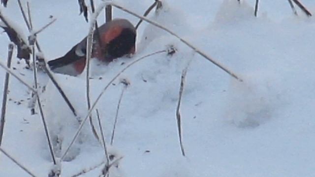 Снегири прилетели в Красное Село смотреть онлайн