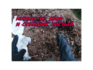 Листва и хвоя в лесу.Мульча для удобрения.